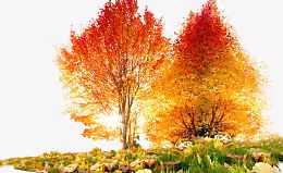 红黄色树