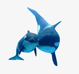 海洋虎鲸