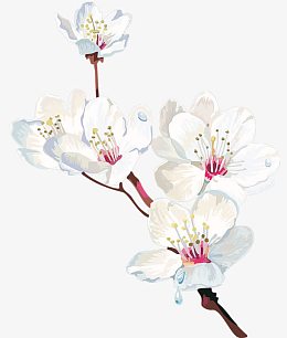 白色梨花