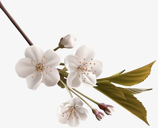 白色桃花梨花树枝装饰图案