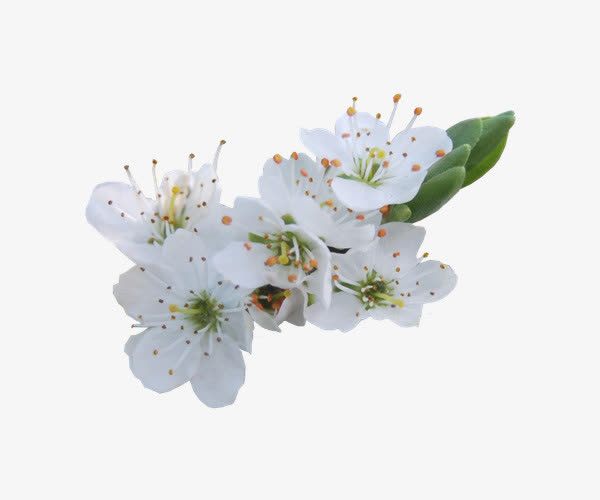 白色梨花免抠素材免费下载_觅元素51yuansu.com