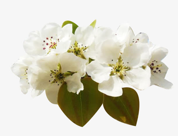 一簇梨花花瓣图片素材素材免费下载_觅元素