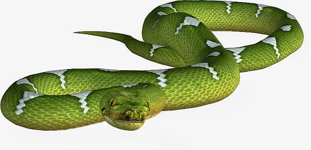 绿色长蛇