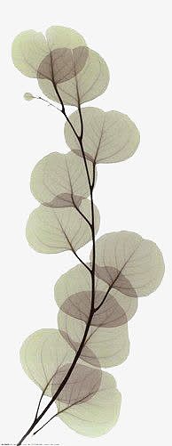 手绘叶脉画超写实叶子花