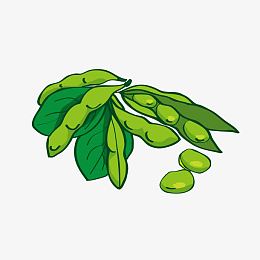 手绘毛豆