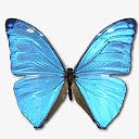 Morpho Adonis Huallega Top Ico