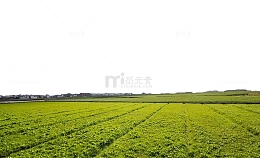 绿色农田