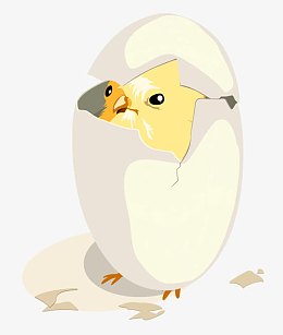 孵出小鸡