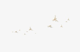 白鸽，小鸟，一群鸟，白色，飞翔