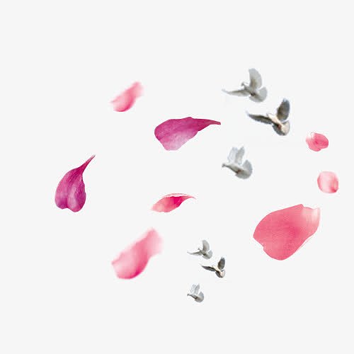 樱花瓣飞舞的白鸽