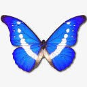 Morpho Helena Icon