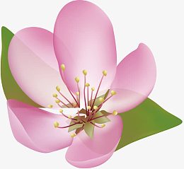 樱花花瓣设计