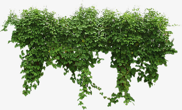 关键词 : 藤条,花草,花朵,植物[声明] 觅元素所有素材为用户免费分享