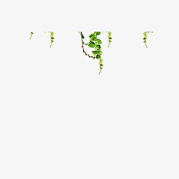爬山虎
