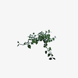 爬山虎