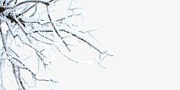 冬季大雪枯枝
