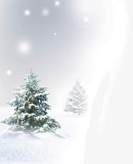 大雪里的松树