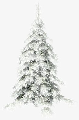 大雪压青松