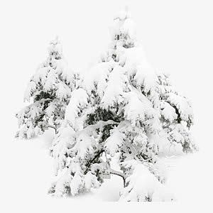 黑白大雪压树枝