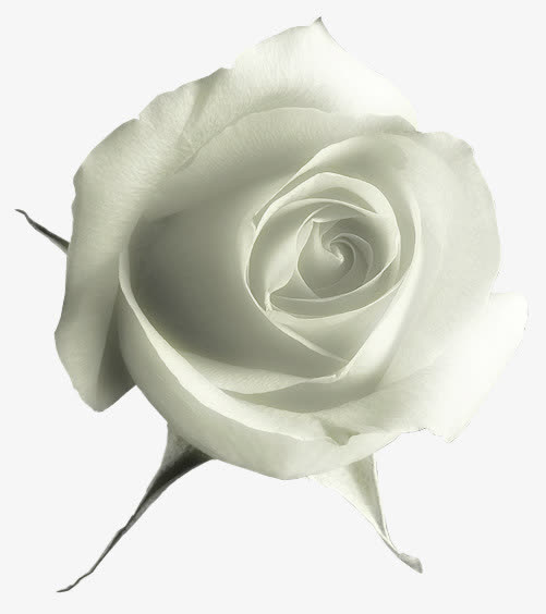白玫瑰免抠素材免费下载_觅元素51yuansu.com