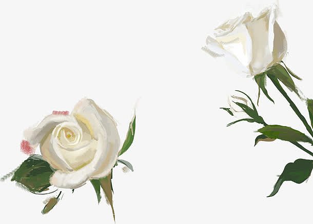 白色手绘玫瑰花