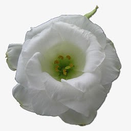 野玫瑰白1图标