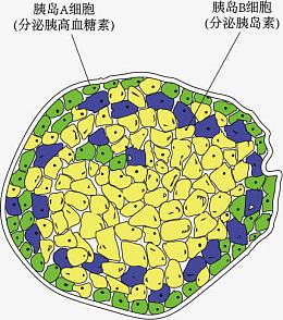 胰岛AB细胞