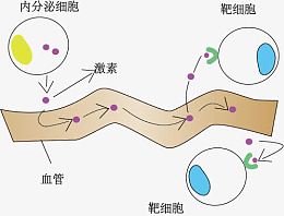 细胞分泌物质