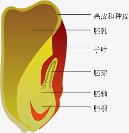 玉米种子剖面
