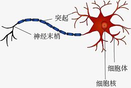 神经元细胞结构