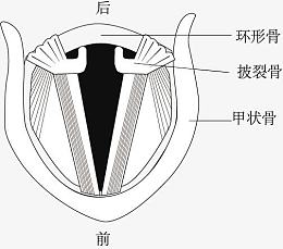 声带发声示意图