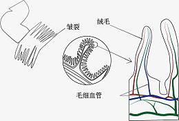 小肠示意图
