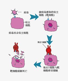 细胞免疫示意图