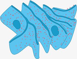 生物内质网