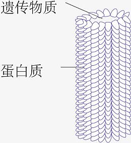 烟草花叶病毒