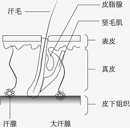 汗腺结构示意图