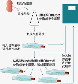 细胞培养