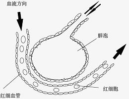 肺泡与血液