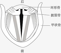 声带发声示意图