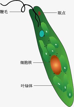 眼虫示意图