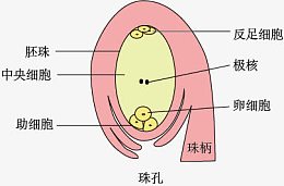 胚珠示意图