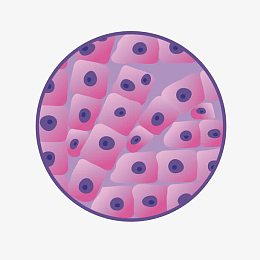 卡通显微镜细胞