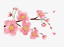 粉色矢量梅花花瓣素材