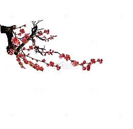 梅花