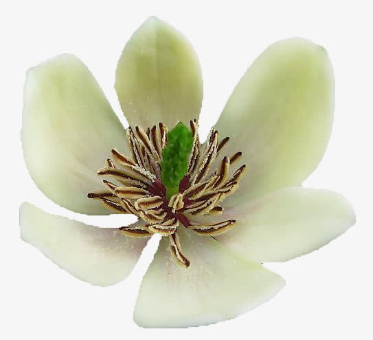 含笑花免抠png素材免费下载_觅元素