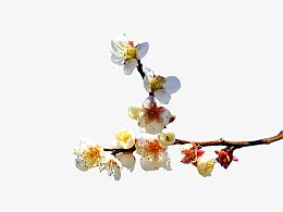 梅花PNG素材