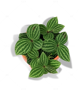 俯视的绿叶植物