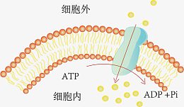 主动运输