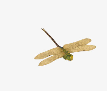 蜻蜓素材免费下载_觅元素