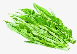 油麦菜